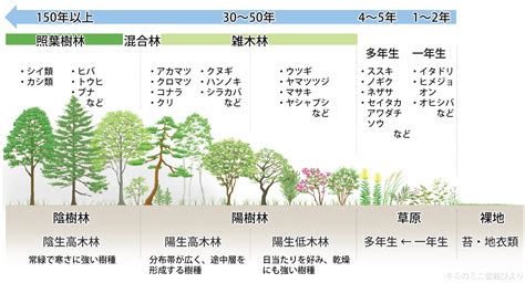 陽樹 種類|雑木林の遊歩道～植生【陽樹・陰樹・落葉樹・常緑樹・広葉樹・。